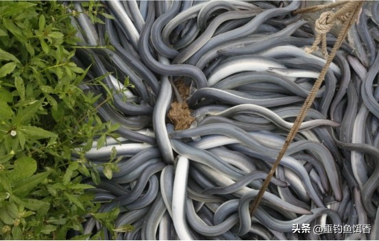 渔民捕捞2000公斤黄鱼卖957万,渔民获2.75公斤野生黄鱼