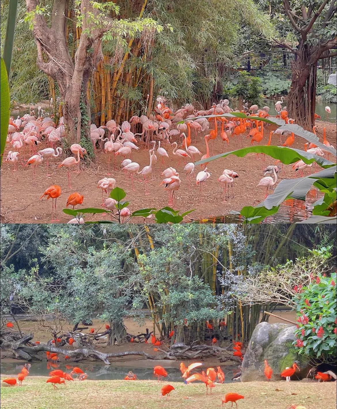 香江野生动物园和长隆野生动物园,广州长隆野生动物园可以开车进吗