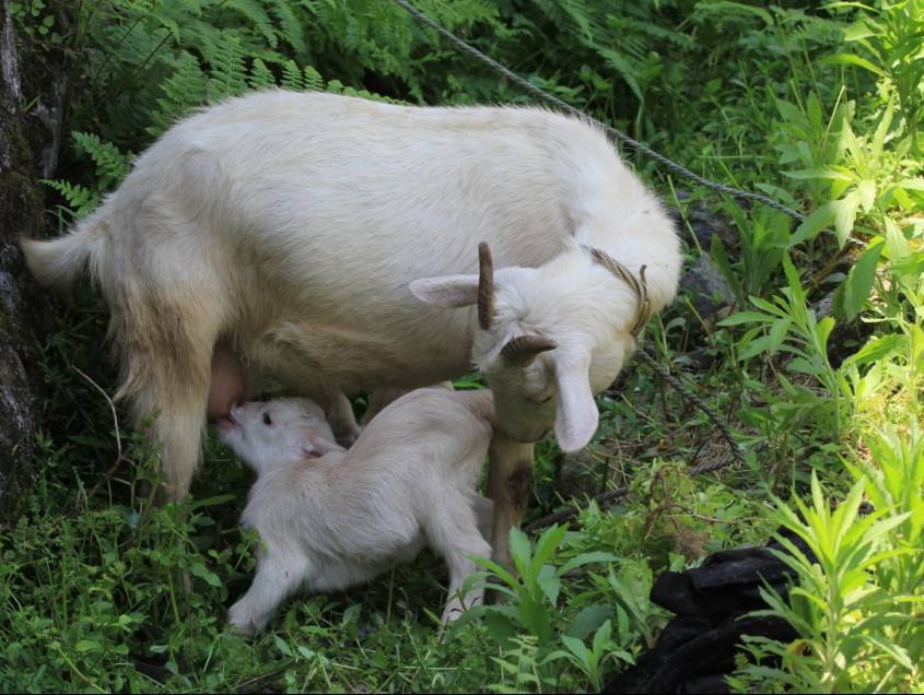 关于牛羊流产的原因有哪些？怎样防治？