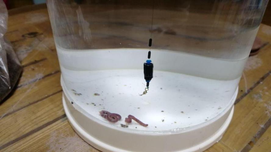 用蚯蚓野钓为什么只能钓到小鱼,野钓用蚯蚓能钓到大鱼么