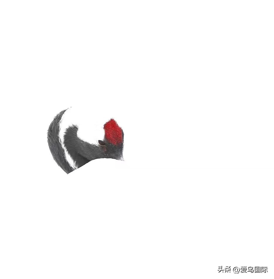 2024观鸟大年,观鸟大年介绍