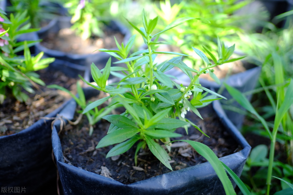 真正高情商的人往往看什么,一个真正的高情商者的十大特征