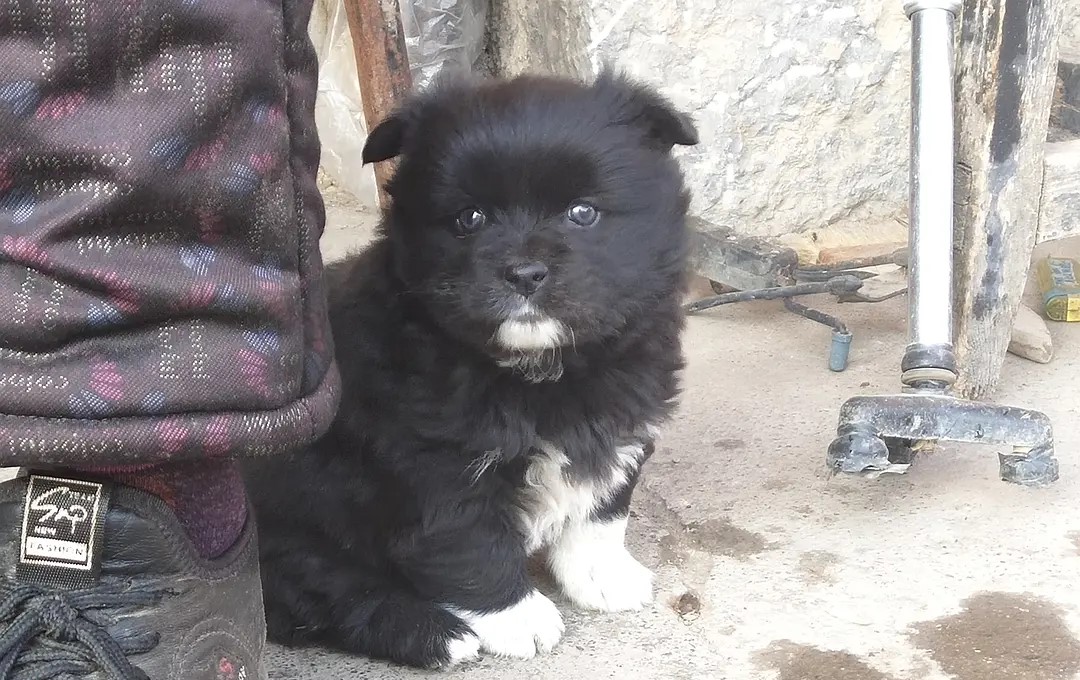 四脚白的狗能要吗,戴孝狗进家