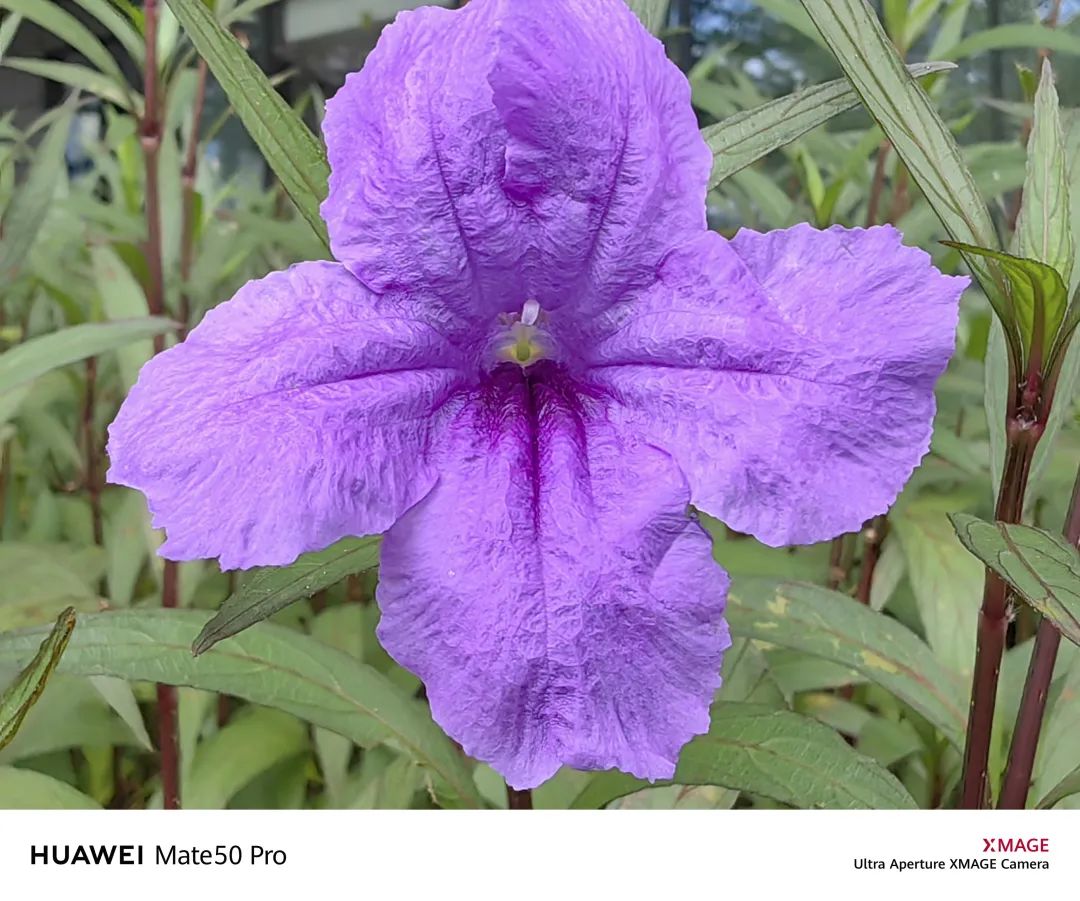 华为mate50pro深度体验感受,华为mate50pro评测超详细版