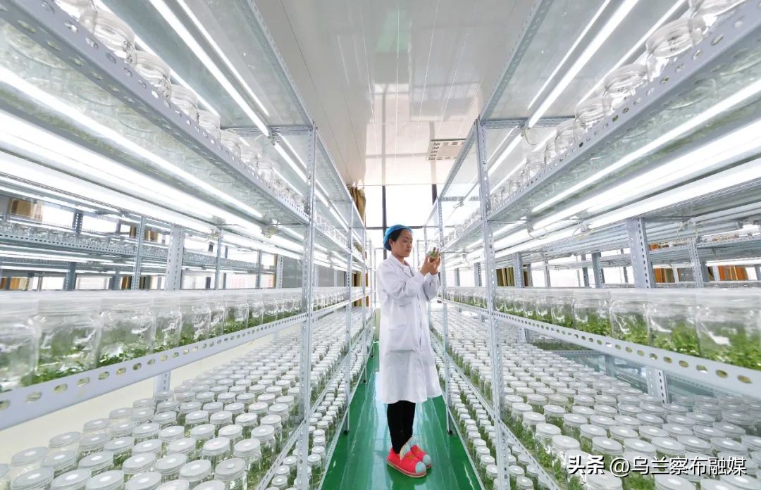 乌兰察布马铃薯发展现状,乌兰察布市马铃薯发展规划