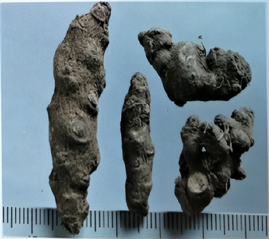 中医三七药材标准,三七真假对比图片三七主治