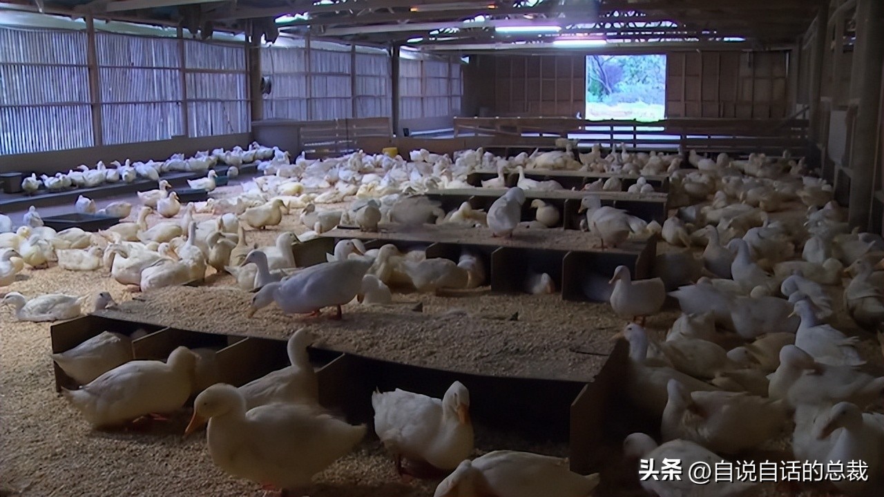 鸭：一鸭战四虎？弹射胜航母？鸭子的真相，也许超乎你的想象