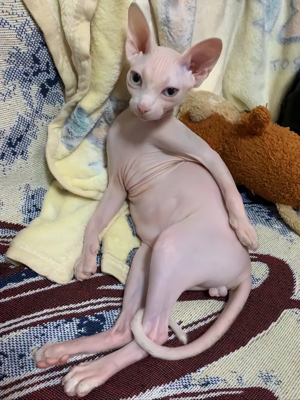 很可怕的5种猫不建议饲养,哪些猫比较适合新手饲养