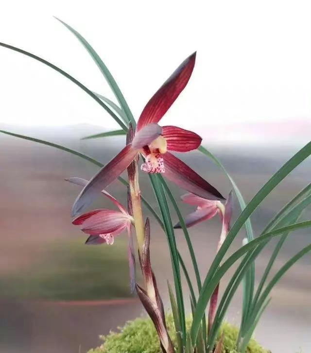 春兰滇红素和娄山红哪个更值得养,春兰娄山红一苗冬天能开花吗