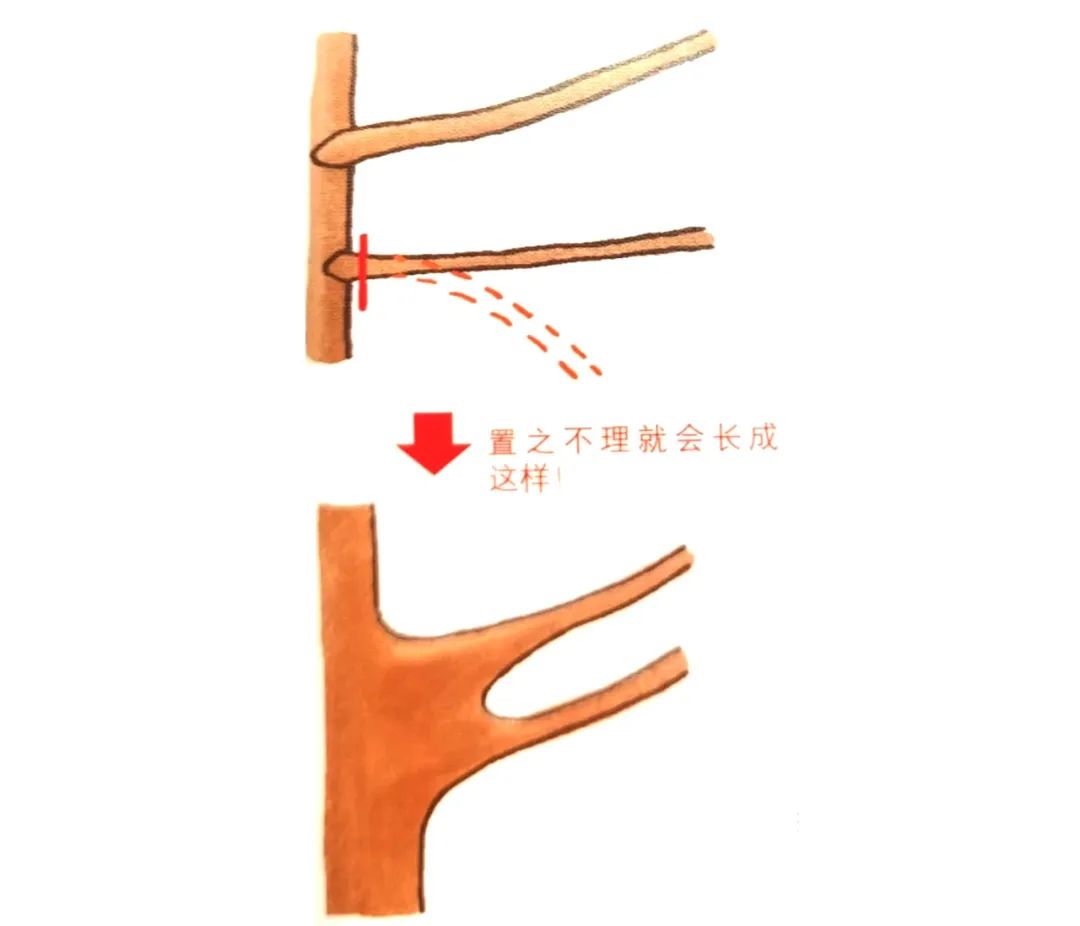 榆树盆景鸡爪枝修剪,映山红盆景花后怎样修剪枝