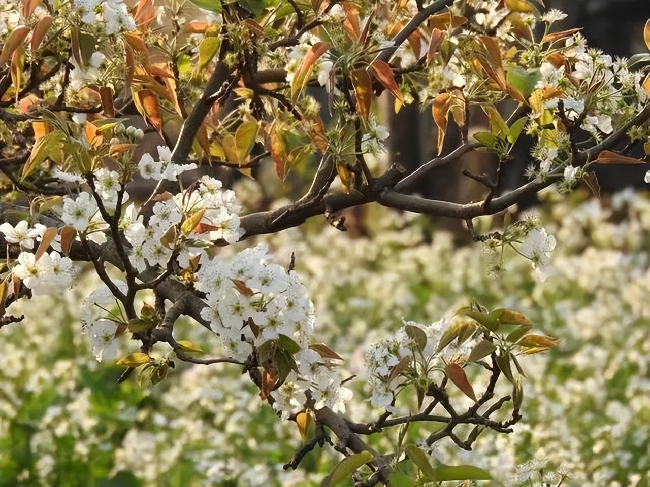 春天昆明赏花有哪些景点,春天来春城昆明7大赏花好去处