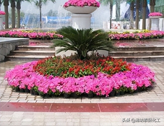 花卉植物怎样用硫酸镁,花卉如何使用硫酸亚铁防止氧化