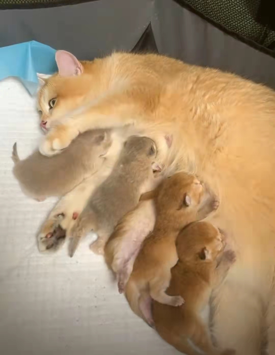 猫咕噜咕噜叫什么意思,猫咕噜咕噜震动叫代表什么