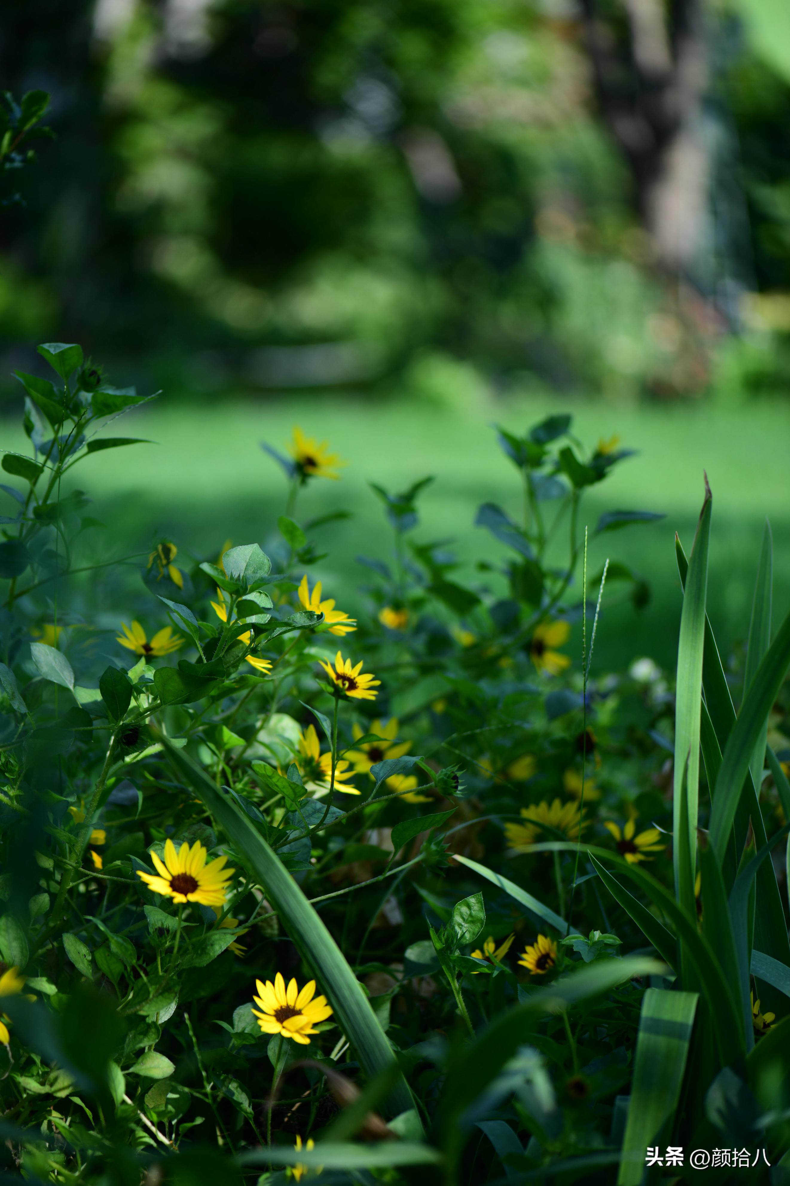 光辉岁月向日葵单朵花能开多少天,光辉岁月向日葵开花效果