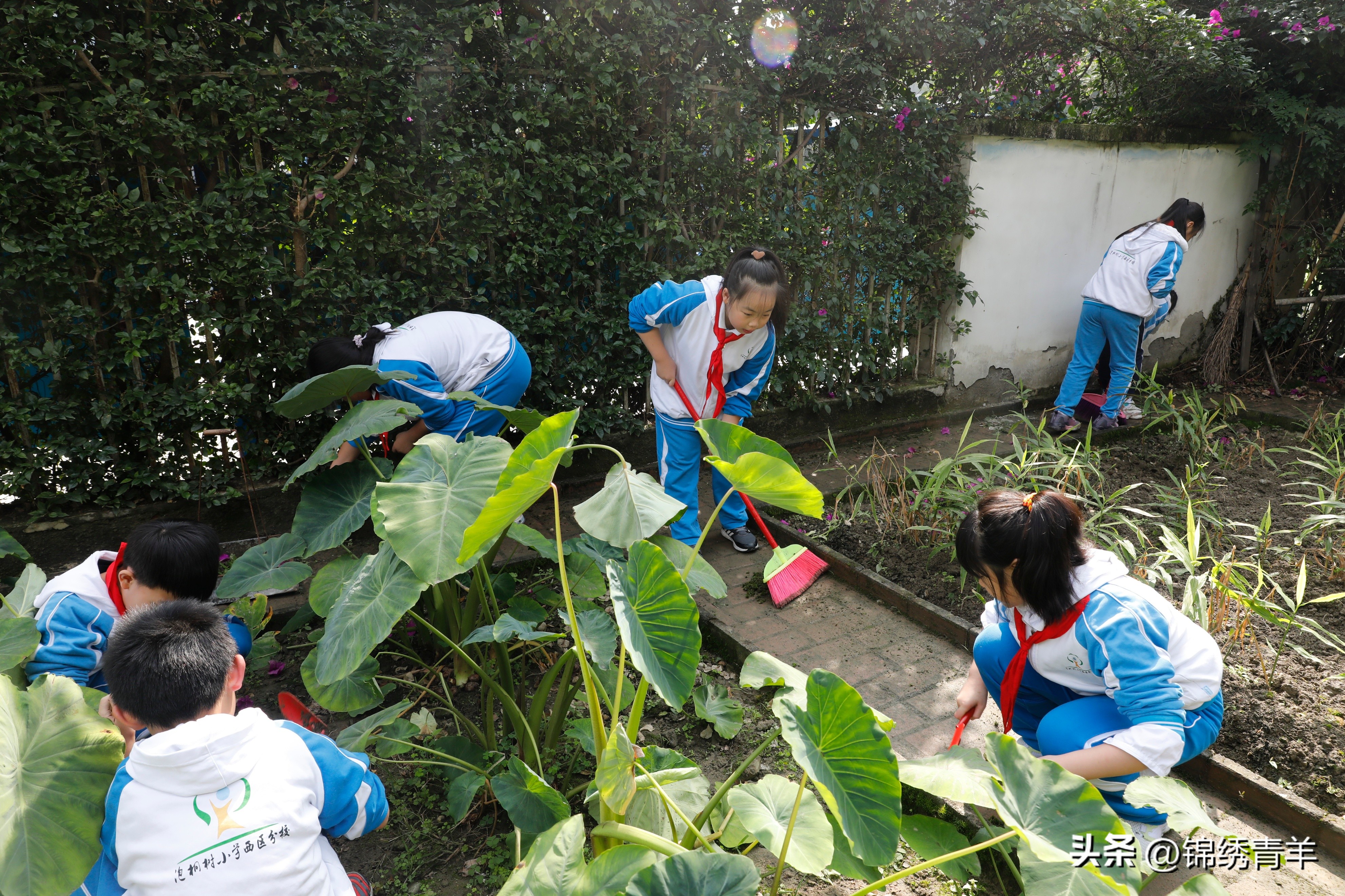 青羊区泡桐树小学西区怎么样,泡桐树小学青羊区
