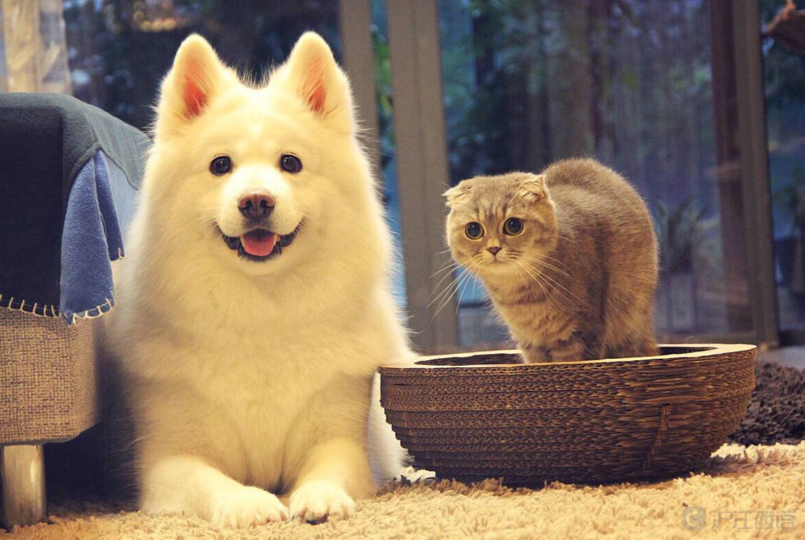 客人入住酒店携带宠物该怎么处理,客人带宠物家人酒店该怎么解决