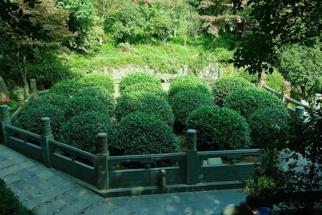 中国六大茶中最贵的茶,中国十大最贵的茶排名