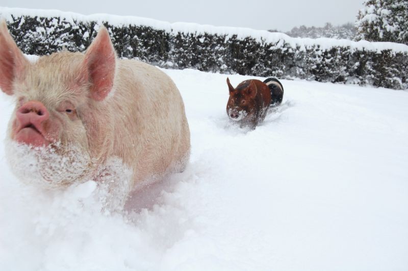 猪舍防暑降温的最佳方法,冬季养猪场怎么通风与保暖