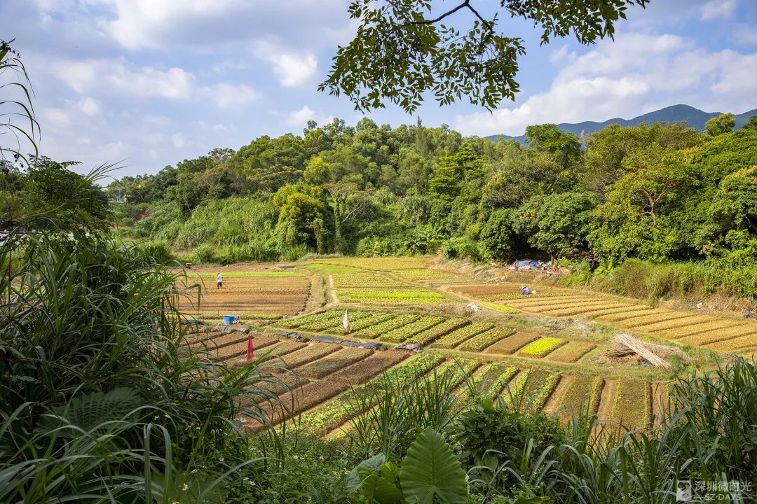 14号地铁有没有到坪山高铁站,坪山14号线转10号地铁图
