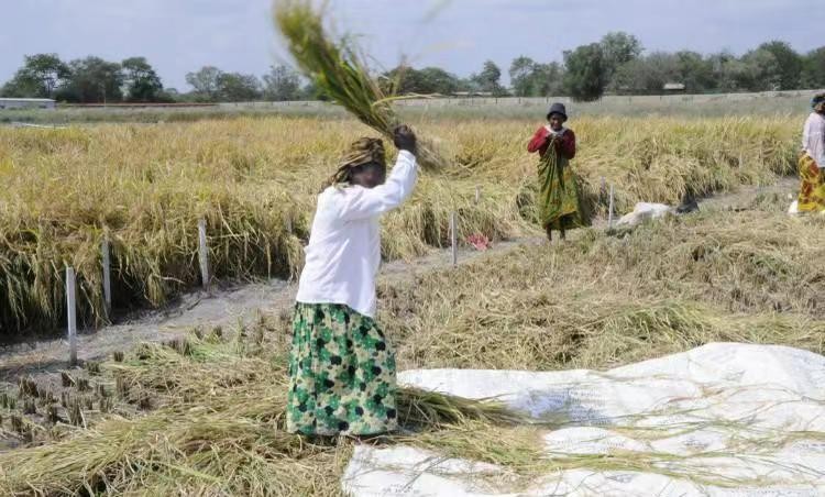 贫瘠的非洲是芝麻的原产地?年产量达400万吨，我国是最大进口国?