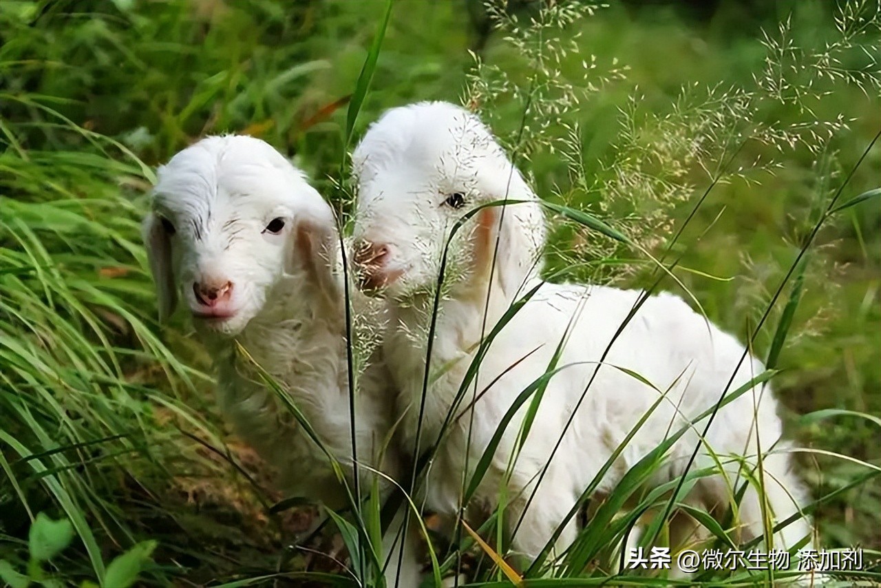 羊破伤风最佳防治方法,羊得破伤风症状表现有哪些
