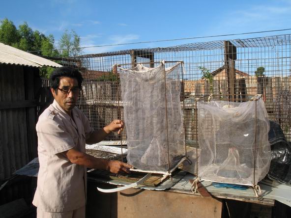 怎样彻底除苍蝇和蛆呢,苍蝇到底有多烦人