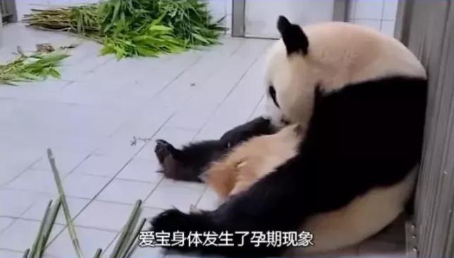 福宝是自然受孕的熊猫宝宝吗,爱宝和福宝自然受孕
