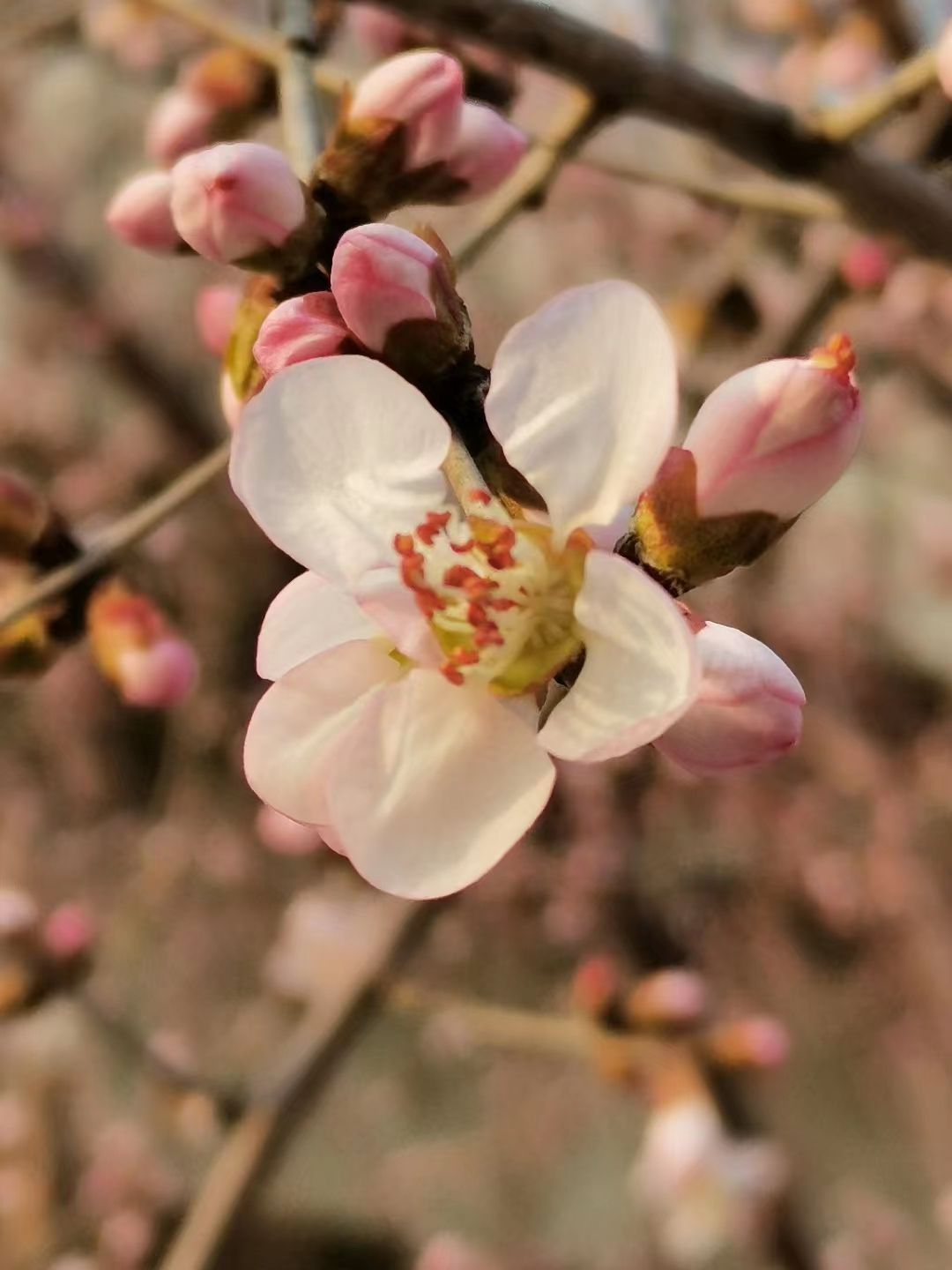 《金鼎》,金鼎诗词