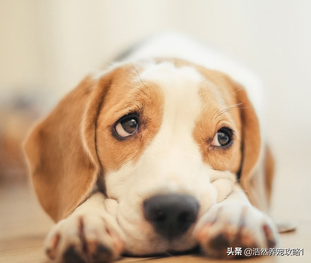 泰迪狗尿不湿怎么用,泰迪狗狗尿里有血块是怎么回事