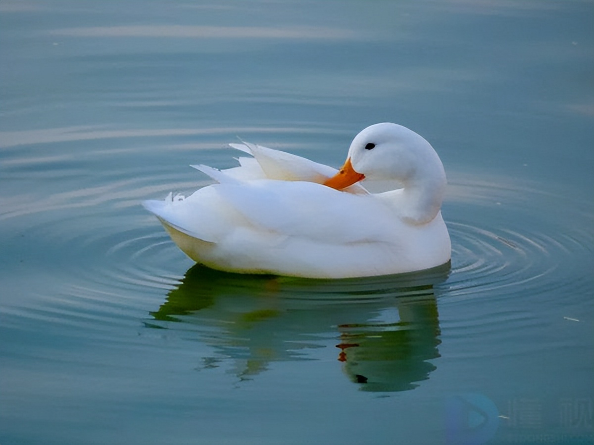 买一只可达鸭多少钱,一鸭难求的可达鸭为何成爆款