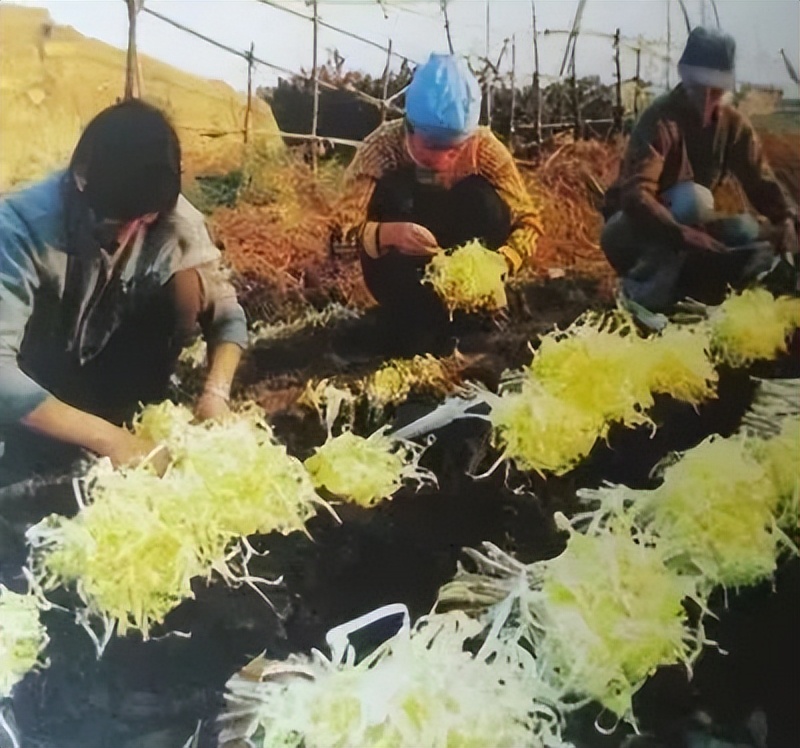 马滩发展好吗,马滩韭黄