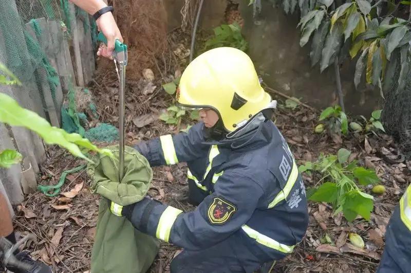 眼镜王蛇吃眼镜母王蛇真实记录,眼镜王蛇在蛇类中有天敌吗