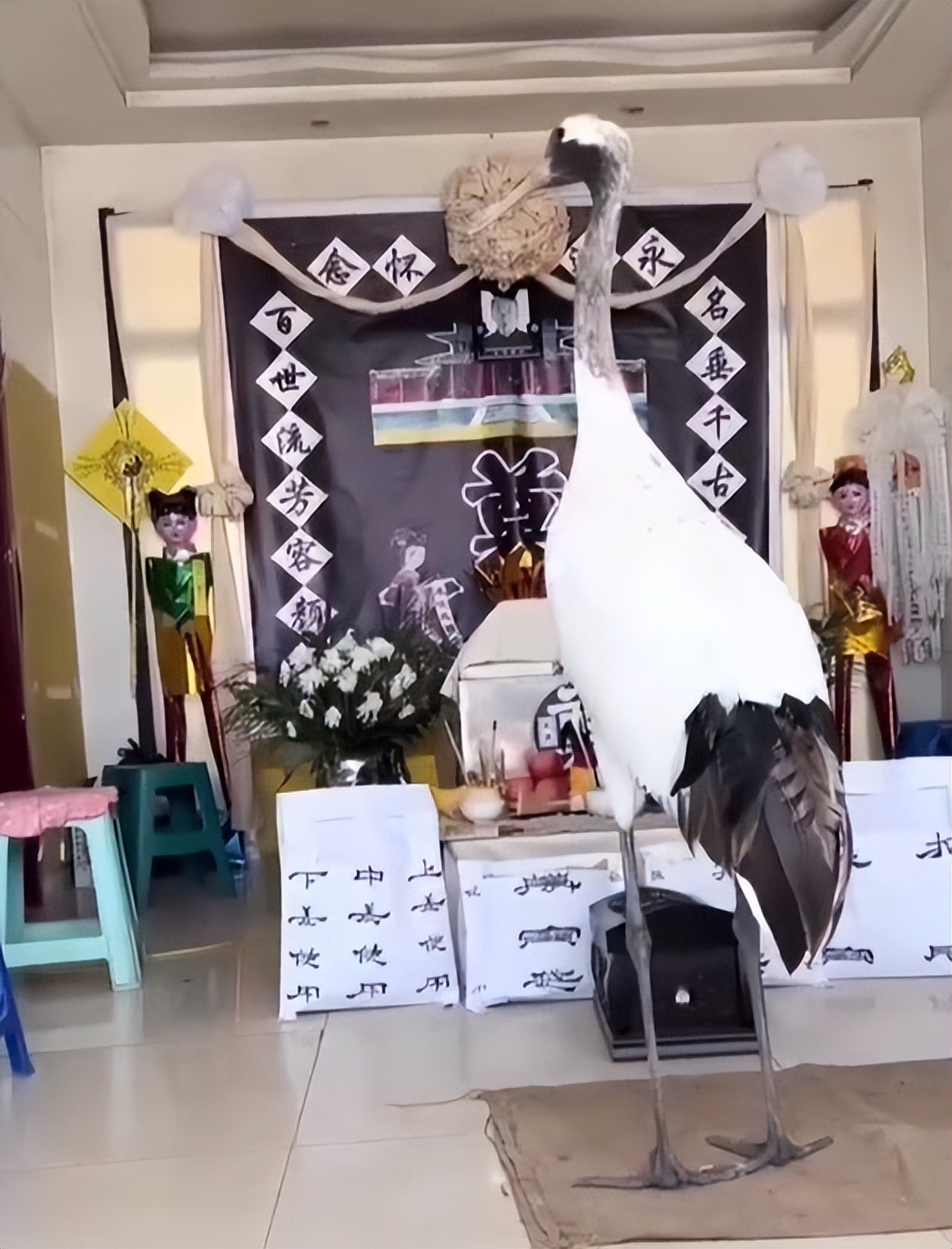 辽宁盘锦丹顶鹤来灵堂与老人道别,辽宁盘锦仙鹤为老人送行真的假的