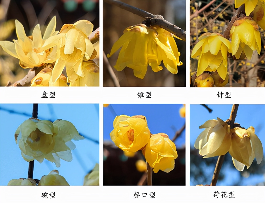 蜡梅和腊梅的区别,蜡梅与梅的区别是什么