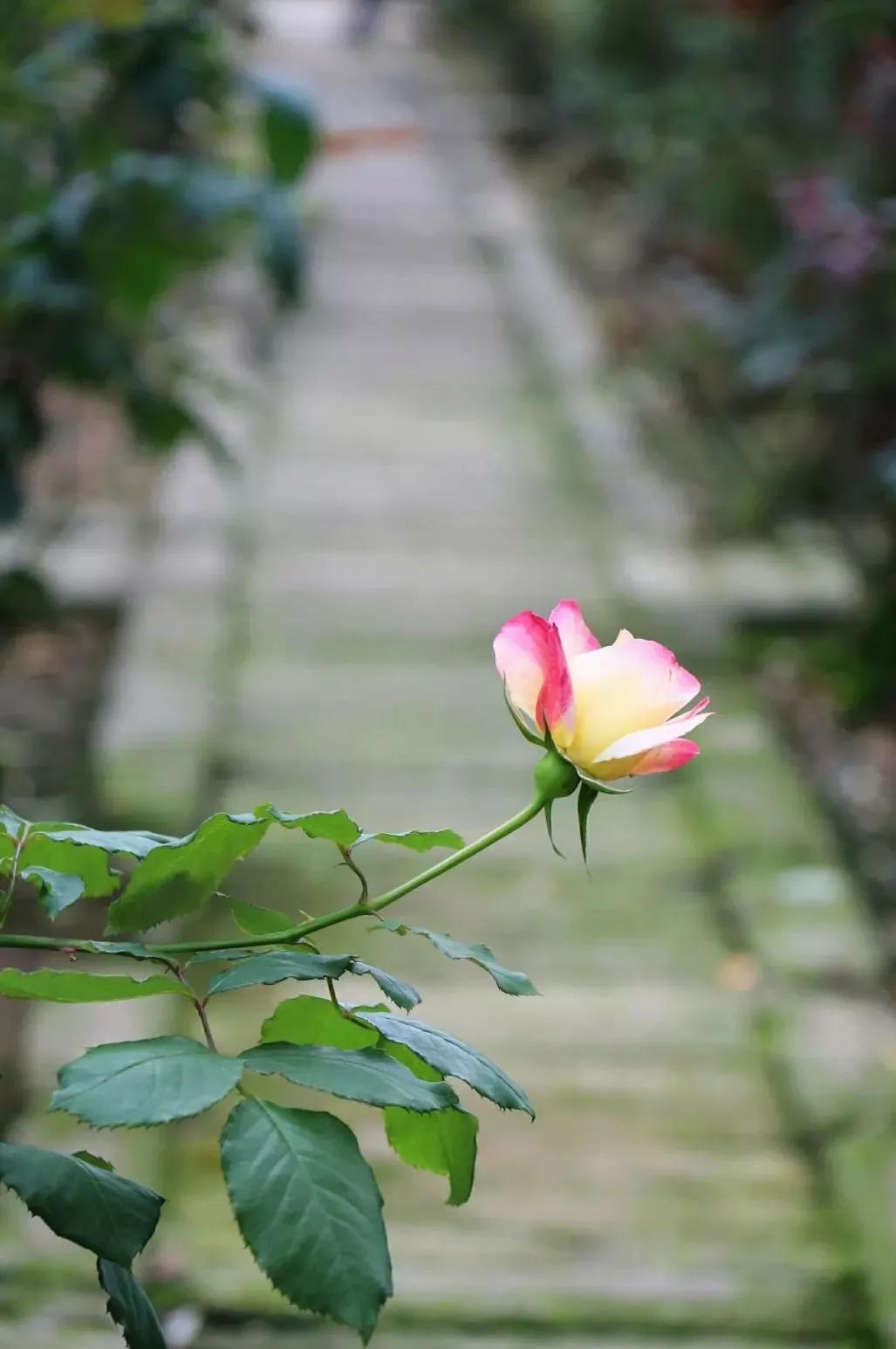 等待我的人是否还坐在窗前原唱,等待韩磊