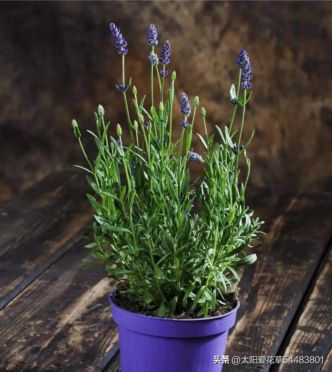 如何理解人养花一时花养人一生,家里养这10种花越养越健康