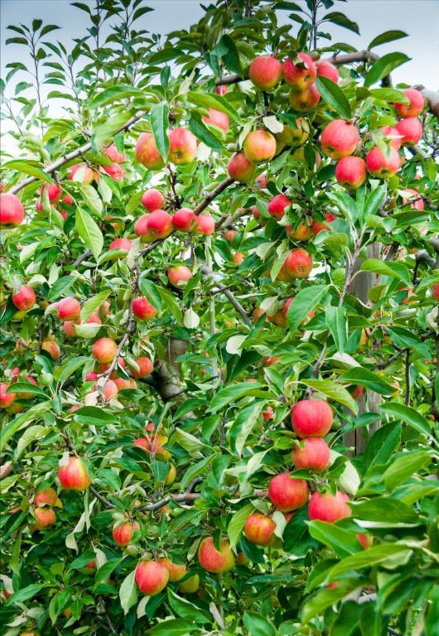 杀虫效果持久的农药,杀虫好的药物