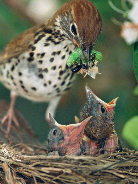 真正好用的天文望远镜怎么选？当当狸智能天文望远镜竟可以这么玩