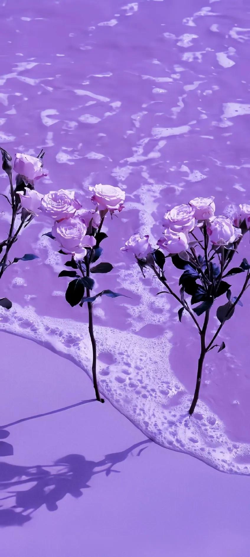 紫色异域风情古风,情调紫色