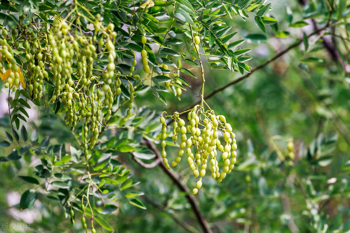 曾是北方首选的行道树,因天量库存而烂大街,国槐树该何去何从?