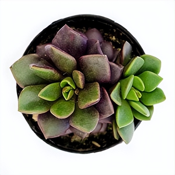 102个大类近500个多肉植物图片，都极其美丽，建议在家中也养一盆