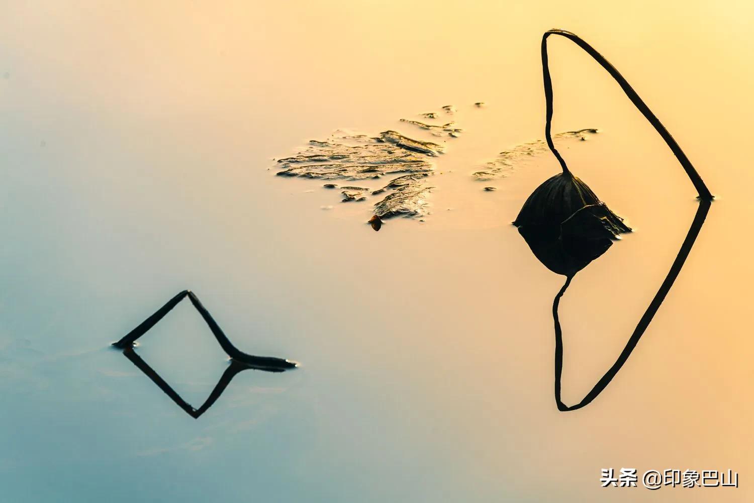 再发禅荷一组：岁月轮回一叶一菩提