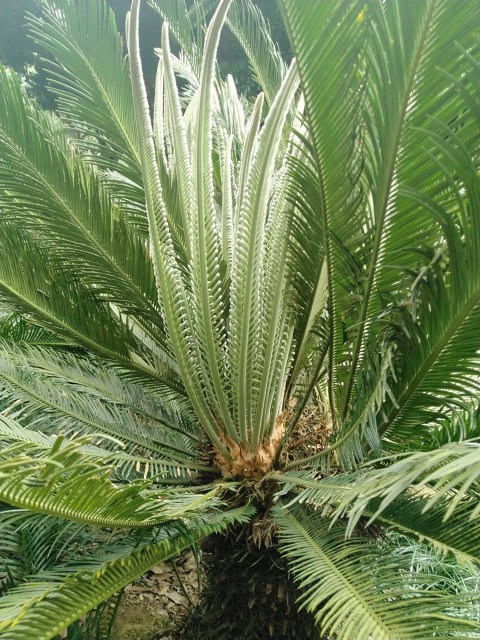 你见过铁树会开花吗,铁树开花铁树真的会开花吗