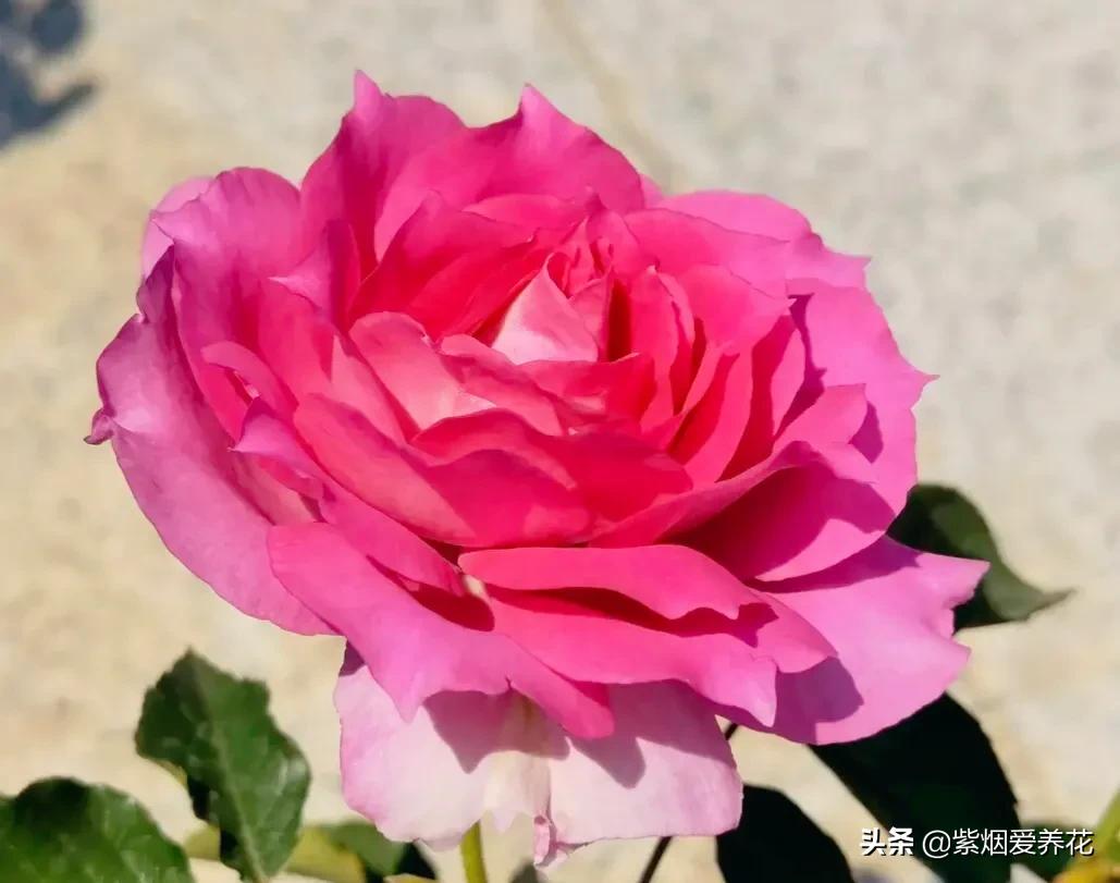 哪些月季仙气十足,又美又香的月季品种