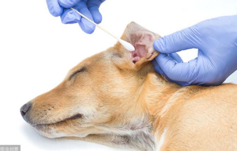 狗狗耳螨和耳朵发炎用什么药,狗狗耳朵过敏症状处理办法