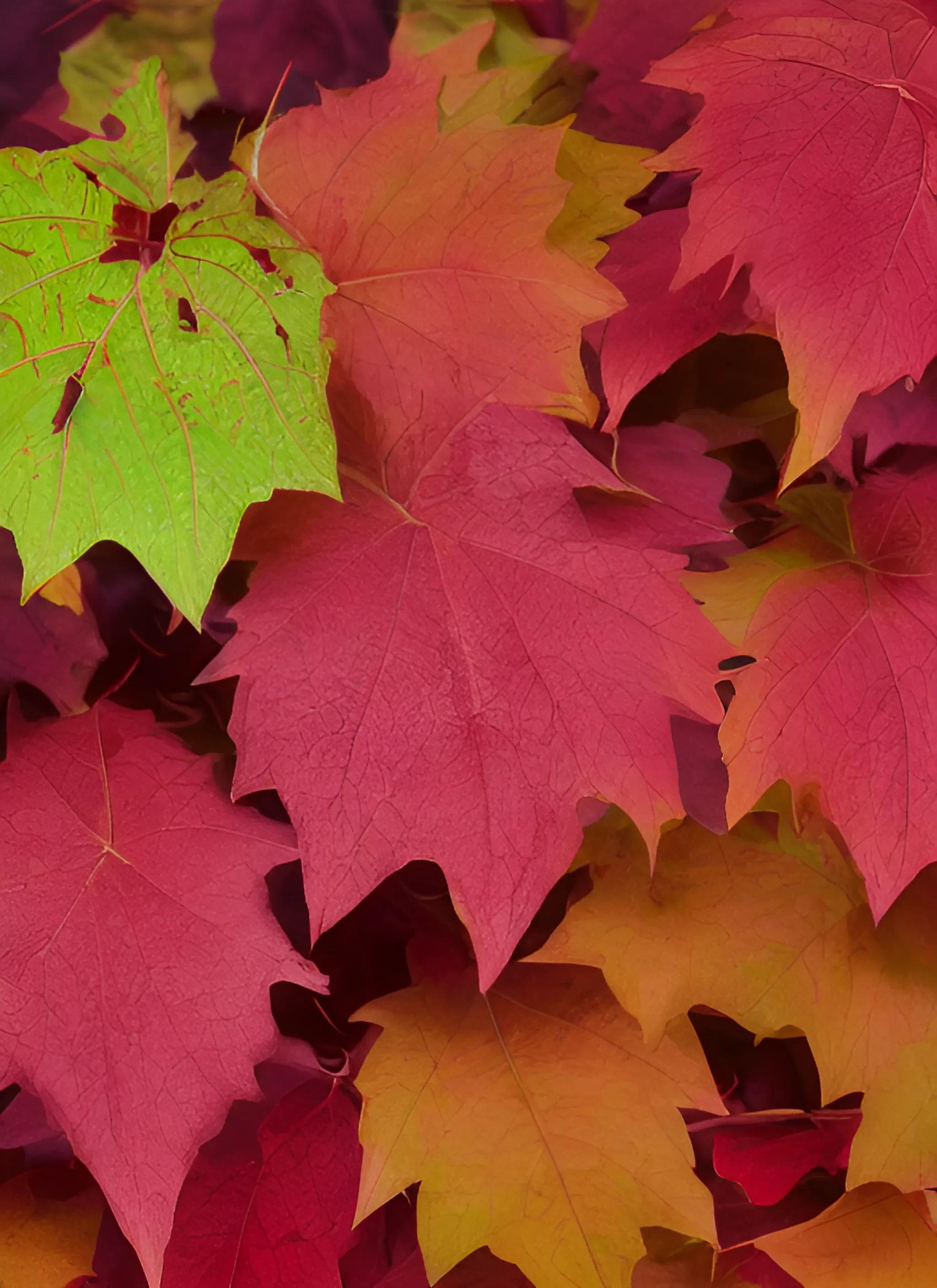 3叶爬山虎秋天叶子变红吗,爬山虎的叶子是先变红还是先变黄