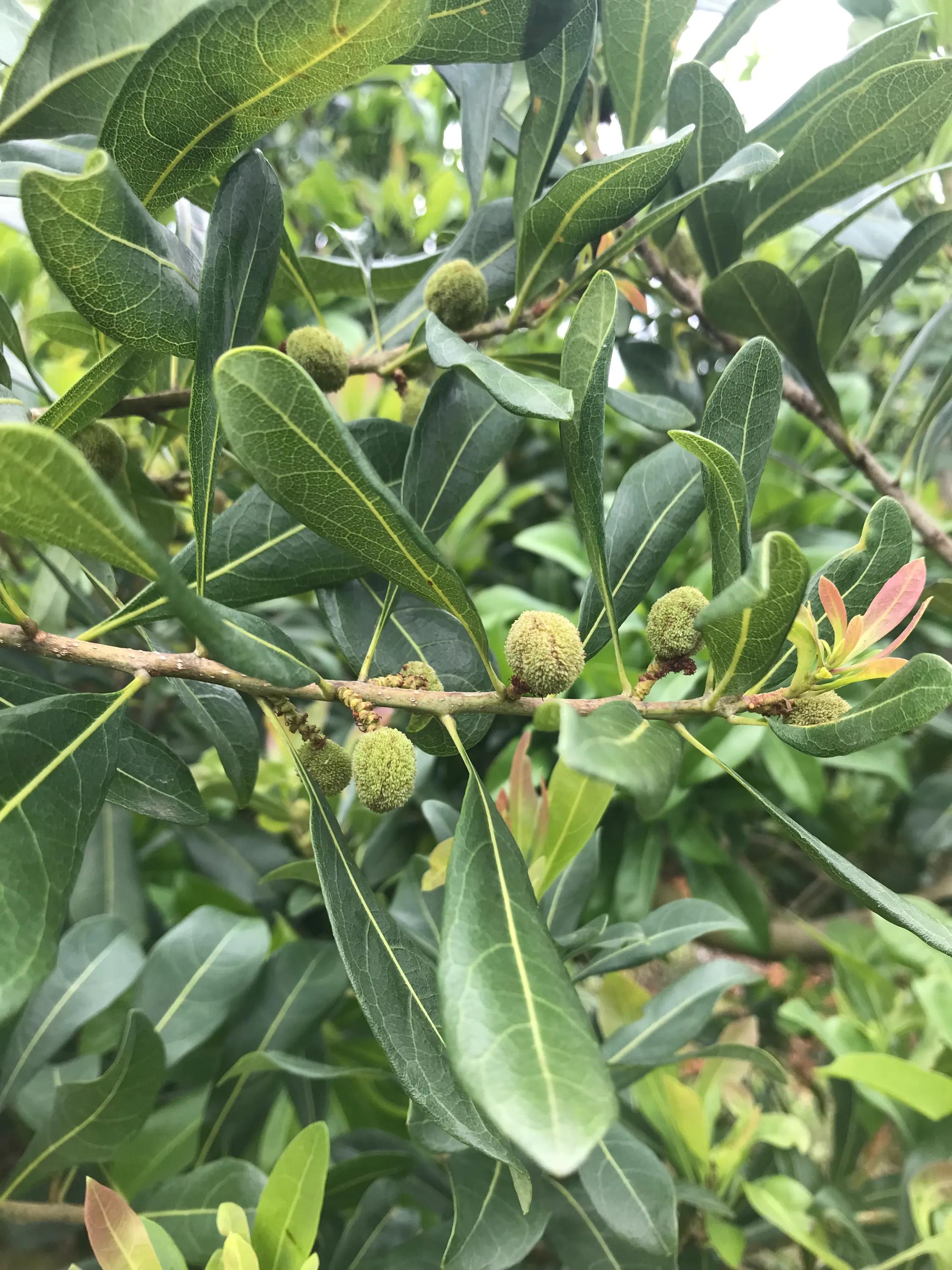 杨梅小叶病,攻克杨梅小叶病