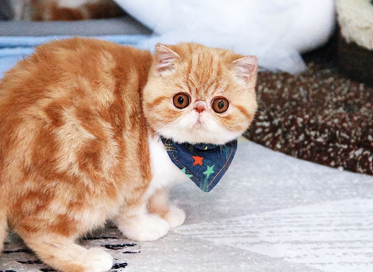 加菲猫可爱排名,肥猫加菲猫宠物