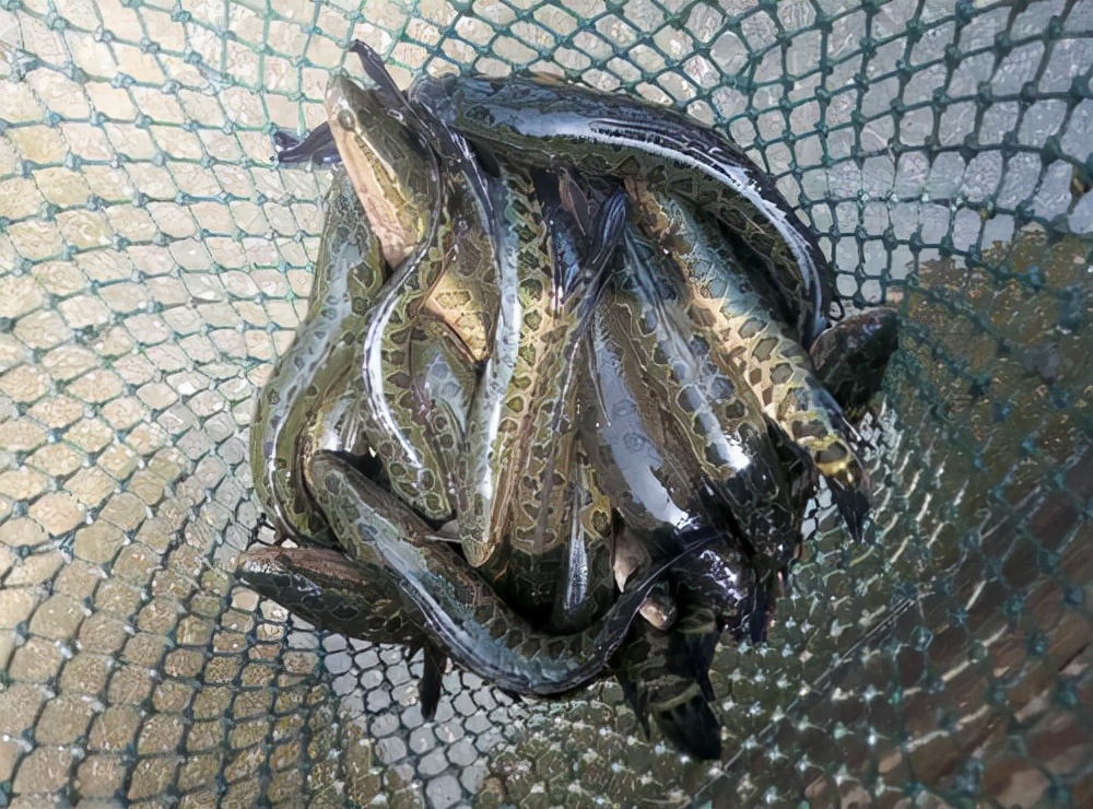 <html>
<head><title>502BadGateway</title></head>
<body>
<center><h1>502BadGateway</h1></center>
<hr><center>nginx</center>
</body>
</html>
<!--apaddingtodisableMSIEandChromefriendlyerrorpage-->
<!--apaddingtodisableMSIEandChromefriendlyerrorpage-->
<!--apaddingtodisableMSIEandChromefriendlyerrorpage-->
<!--apaddingtodisableMSIEandChromefriendlyerrorpage-->
<!--apaddingtodisableMSIEandChromefriendlyerrorpage-->
<!--apaddingtodisableMSIEandChromefriendlyerrorpage-->
