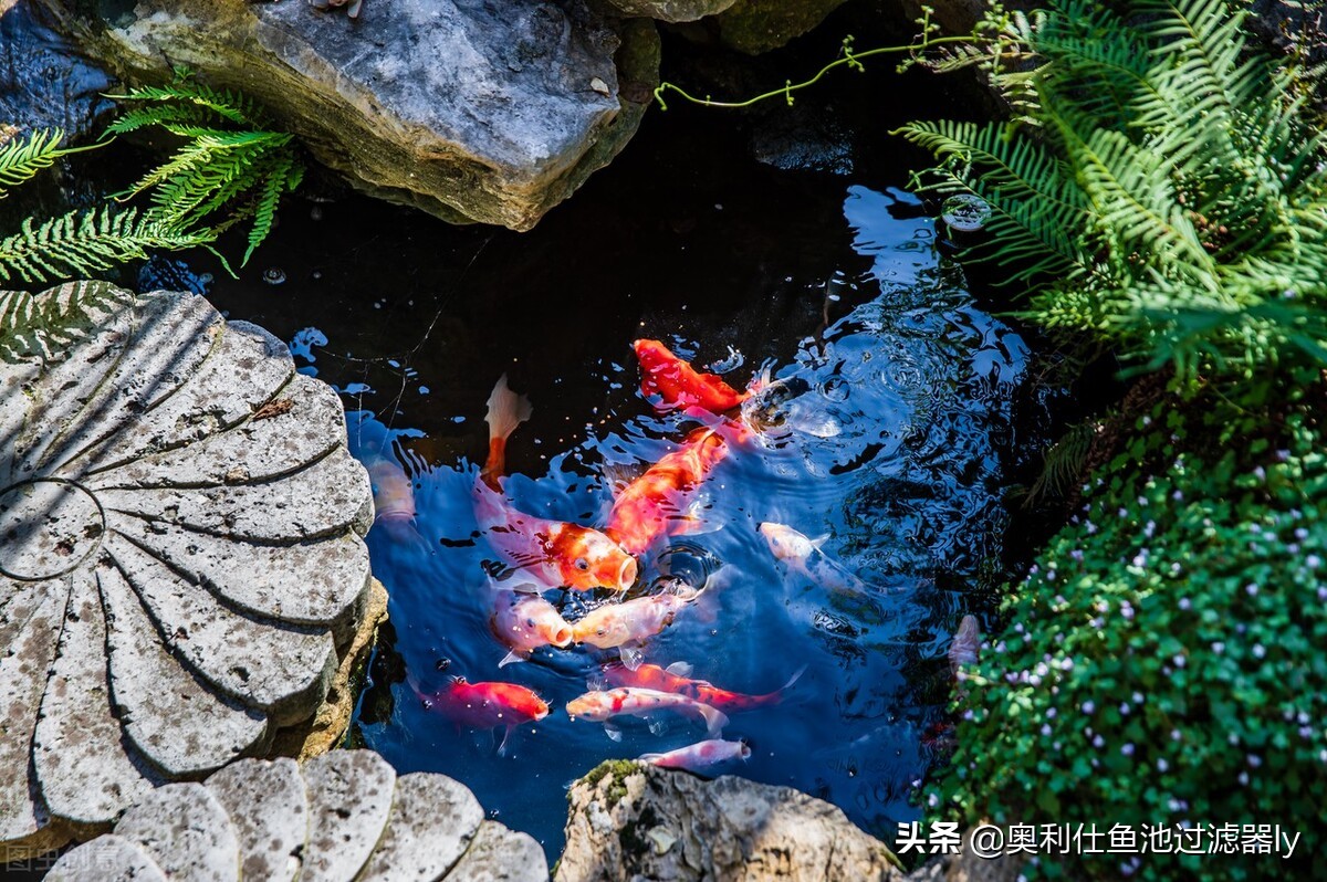 室内锦鲤小鱼池需要杀菌还是换水,锦鲤鱼缸换水后需要用二氧化氯吗